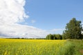 Yellow oilseed rape field under the blue sky with sun. Beautiful rape field with blue sky Royalty Free Stock Photo