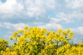 Yellow oilseed field under the blue sky with sun Royalty Free Stock Photo