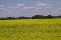 Yellow oilseed rape field under the blue sky with sun Royalty Free Stock Photo