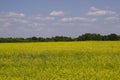 Yellow oilseed rape field under the blue sky with sun Royalty Free Stock Photo