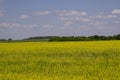 Yellow oilseed rape field under the blue sky with sun Royalty Free Stock Photo