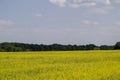 Yellow oilseed rape field under the blue sky with sun Royalty Free Stock Photo