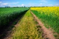 Yellow oilseed field under the blue sky Royalty Free Stock Photo