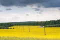 Yellow oilseed field Royalty Free Stock Photo