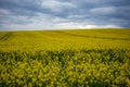 Yellow oilseed rape field under dramatic sky Royalty Free Stock Photo