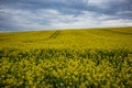 Yellow oilseed rape field under dramatic sky Royalty Free Stock Photo