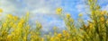 Yellow oilseed rape field under the sky Royalty Free Stock Photo
