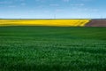 Yellow oilseed rape fields and green meadows of winterwheat, arable land, patchwork, lines and geometry Royalty Free Stock Photo