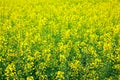 Yellow oilseed scenery