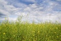 Yellow oilseed at summer with blue sky