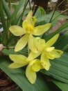 Yellow okid flowers