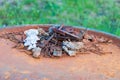 Yellow old rusty damaged oil barrel. Rusty nails and metal on an iron barrel