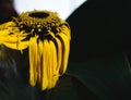 yellow old withering yellow gerbera flower. dangling petals Royalty Free Stock Photo
