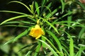 Yellow Oleander (Cascabela Thevetia) flower along with linear glossy leaves : (pix Sanjiv Shukla)