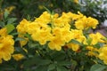 Yellow oleander or Cascabela thevetia on the tree.