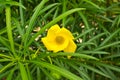 Yellow oleander Flower