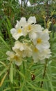 Yellow Oleander flower shrup background