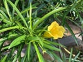 Yellow oleander