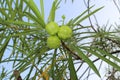 Yellow oleander fruit or lucky nut