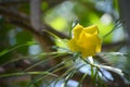 Yellow oleander