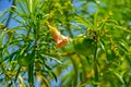 Yellow oleander lucky bean and trumpet flower