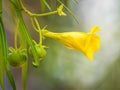 Yellow Oleander Thevetia peruviana , also known as the lucky nut flower