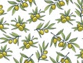 Yellow olives from branches on a white background.