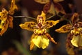 Yellow oncidium orchid flower blooms in a botanical garden Royalty Free Stock Photo