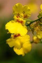Yellow Oncidium orchid flower in garden Royalty Free Stock Photo