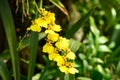 Yellow Oncidium orchid flower blossom in garden Royalty Free Stock Photo