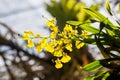 Yellow oncidium orchid flower with sun light Royalty Free Stock Photo