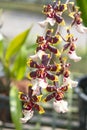 Yellow oncidium orchids bloom