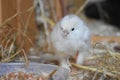 One day old chick Royalty Free Stock Photo