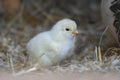 One day old chick Royalty Free Stock Photo