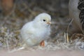 One day old chick Royalty Free Stock Photo