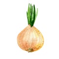 Yellow onion. Watercolor illustration isolated on white