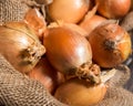 Yellow onions in rustic sack