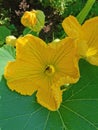 A yellow open pumpkin flower, into which a bee flew Royalty Free Stock Photo