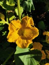 A yellow open pumpkin flower, into which a bee flew Royalty Free Stock Photo