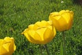 Yellow opened tulip flowers group with a green grass background