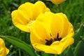 Yellow opened tulip flowers group taken from top-side