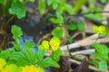 Yellow Opposite Leaved Golden Saxifrage