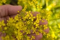 Yellow Opposite Leaved Golden Saxifrage