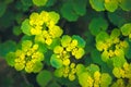 Yellow Opposite Leaved Golden Saxifrage