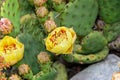 Yellow Opuntia humifusa flower, devil`s-tongue Limba Soacrei, Royalty Free Stock Photo
