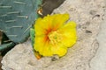 Yellow Opuntia humifusa flower, devil`s-tongue Limba Soacrei, Royalty Free Stock Photo