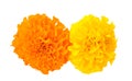 Yellow and orange African Marigold