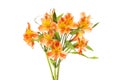 Yellow and orange alstroemeria