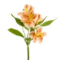 Yellow Orange Alstroemeria Lilly Spray