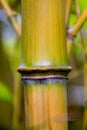 Yellow orange asian bamboo stalk with green leafs